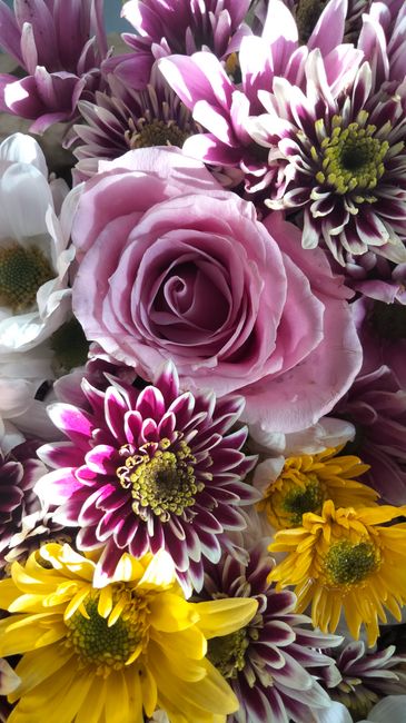 Close-up of a fresh floral bouquet featuring soft pink roses with delicate, velvety petals at the center, surrounded by vibrant purple and white chrysanthemums with pointed petals and bright yellow da